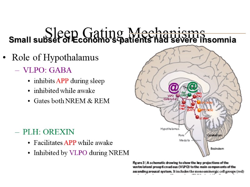 Sleep Gating Mechanisms Role of Hypothalamus  VLPO: GABA inhibits APP during sleep inhibited